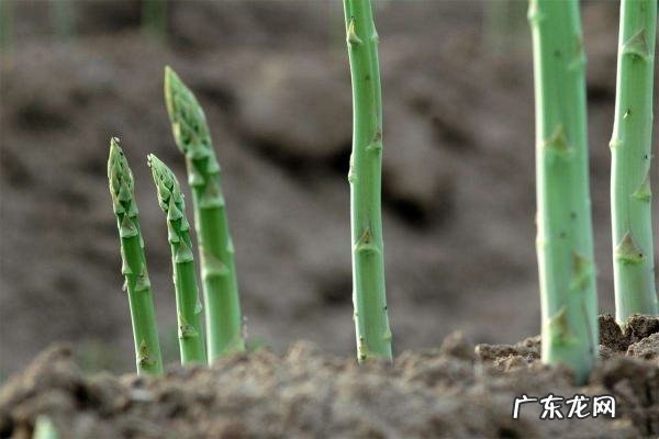怎么样种植芦笋,芦笋怎么种植方法