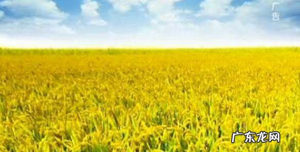 关于米的广告宣传语,经典的羽绒被宣传广告词