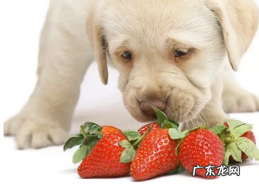 吊子是啥水果,比提子大的是啥水果
