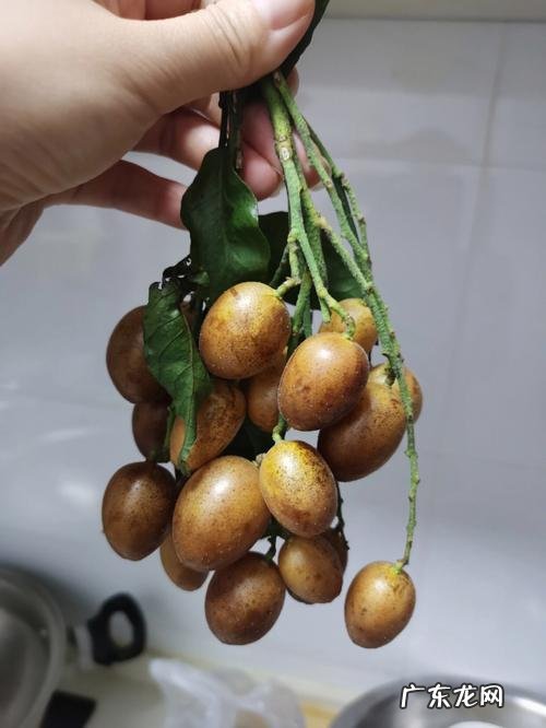 吊子是啥水果,比提子大的是啥水果