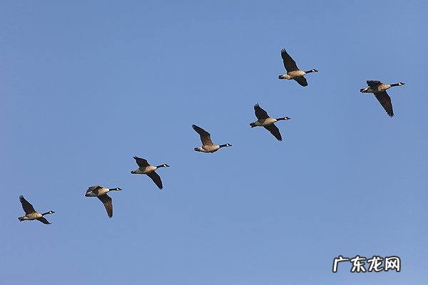 大雁塔的由来,西安大雁塔的由来是什么