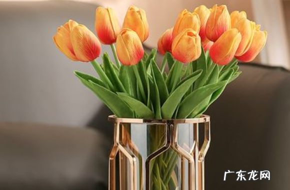 郁金香鲜花插水怎么养,郁金香水培怎么养