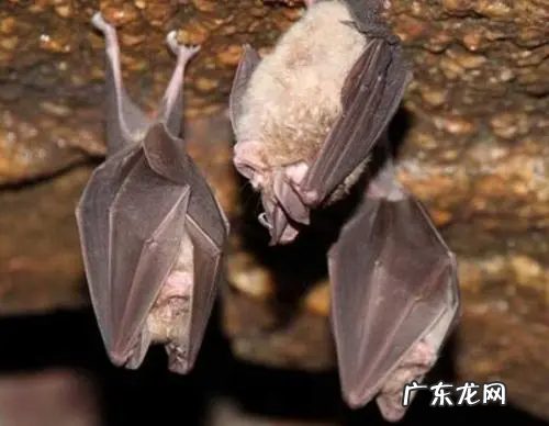 蝙蝠冬天冬眠吗,蝙蝠冬眠