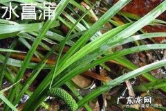菖蒲怎么读音读出来,菖蒲怎么读