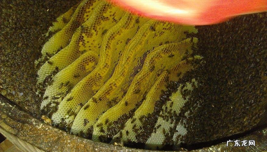 怎么把蜜蜂赶出卧室,房间里有蜜蜂怎么办一直围着床转