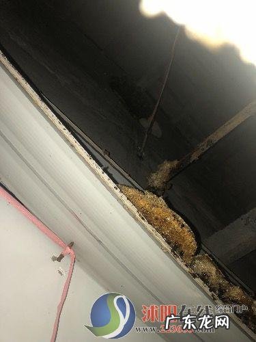 怎么把蜜蜂赶出卧室,房间里有蜜蜂怎么办一直围着床转