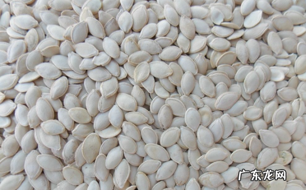 南瓜子热量高吗?,南瓜子的热量是多少