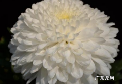 华为为什么称为菊花,菊厂是什么意思