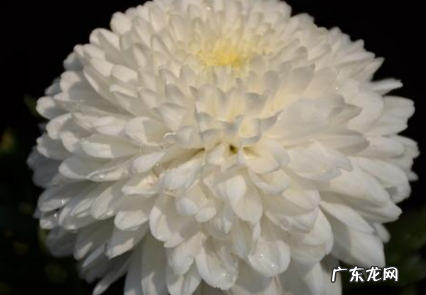 华为为什么称为菊花,菊厂是什么意思