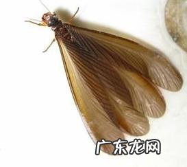 白蚁有翅膀,白蚁有翅膀