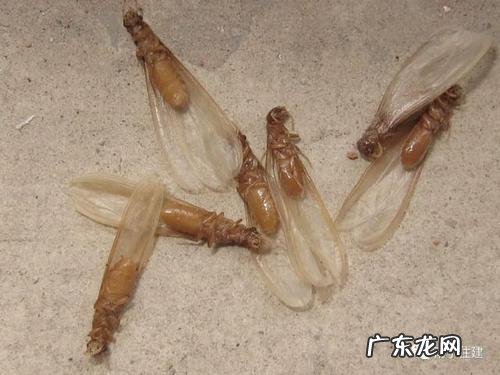 白蚁有翅膀,白蚁有翅膀