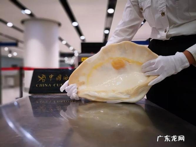 砗磲怎么读,砗磲怎么读