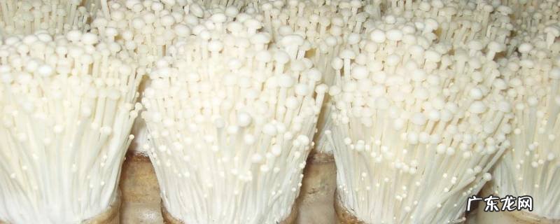 金针菇的简单做法有哪些 金针菇有几种做法