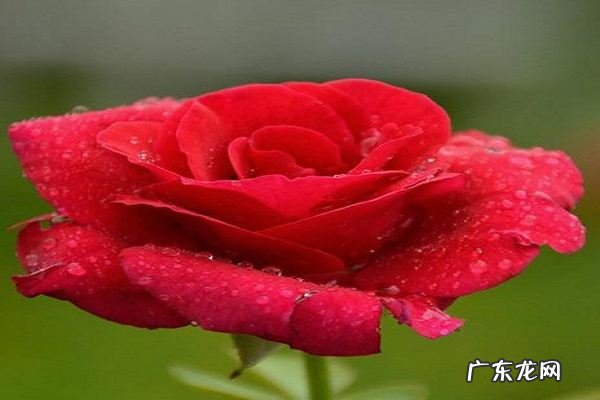 鲜花干花要倒挂几天,鲜花做干花为什么要倒挂