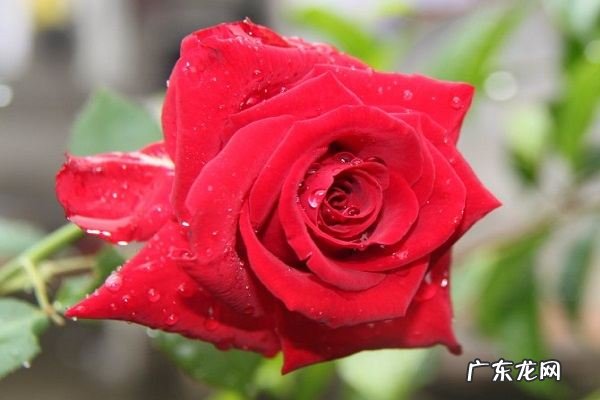 鲜花干花要倒挂几天,鲜花做干花为什么要倒挂