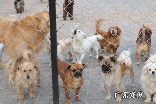 保护流浪狗的宣传语,救助流浪宠物流浪狗的社会意义是什么