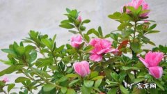 四季杜鹃花的养殖方法和注意事项,四季杜鹃花养殖方法和注意事项