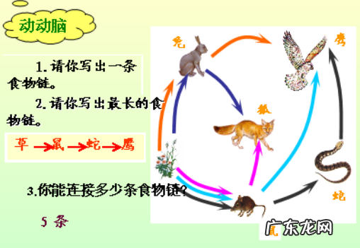 分解者是营腐生生活吗?,生产者消费者分解者在生态系统中的作用是什么