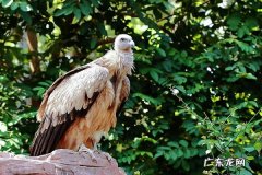 秃鹫属于腐生生物吗？,秃雕是什么动物