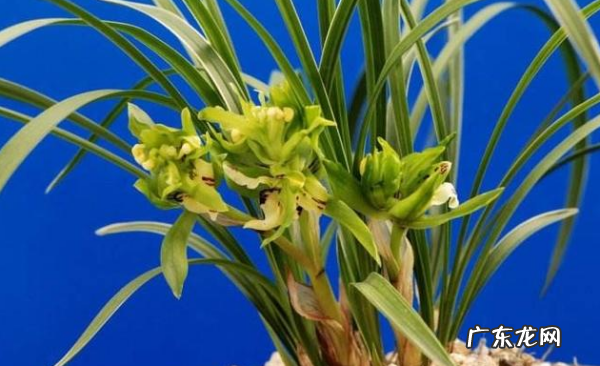 兰花用骨粉怎么用,烧焦的骨头怎样给花施肥