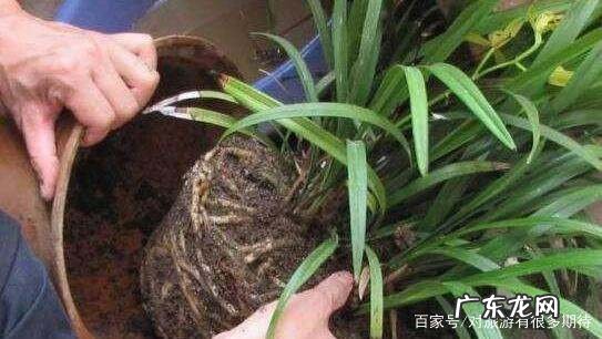 兰花用骨粉怎么用,烧焦的骨头怎样给花施肥