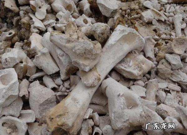 兰花用骨粉怎么用,烧焦的骨头怎样给花施肥