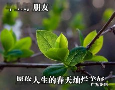 春天早上问候语,春天的早安问候语