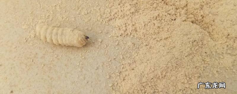 家具粉蛀虫是如何杀死 如何消除家具里的蛀虫呢?
