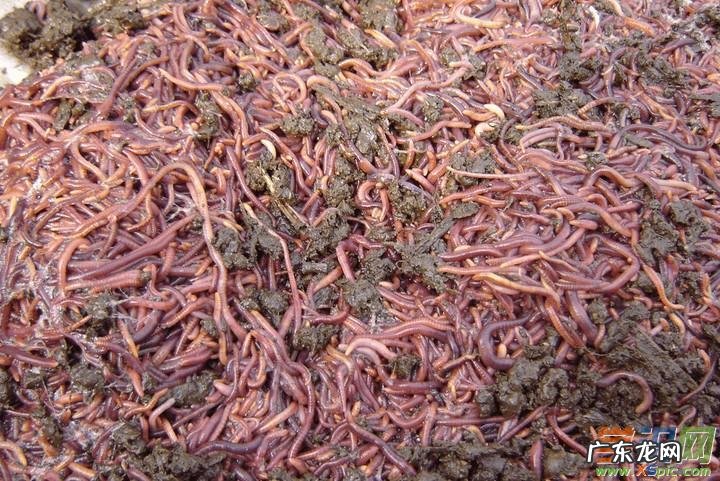 冬天有蚯蚓,冬天蚯蚓一般藏在什么地方