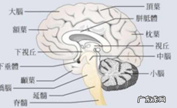 大脑有哪些结构,大脑结构图