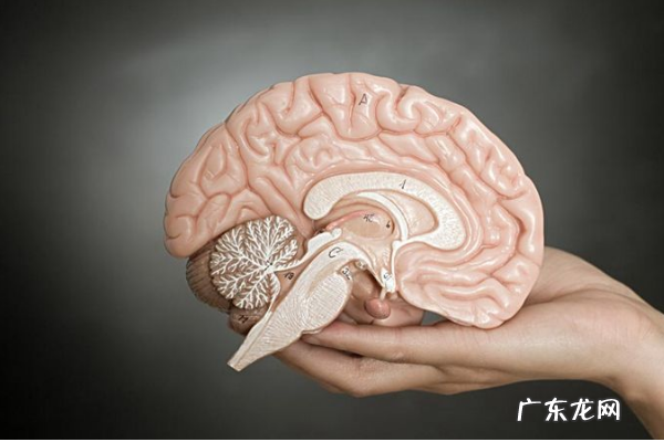 大脑有哪些结构,大脑结构图