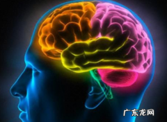 大脑有哪些结构,大脑结构图