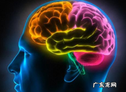大脑有哪些结构,大脑结构图