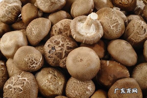 香菇为什么表面起白毛,香菇表面起白毛能吃