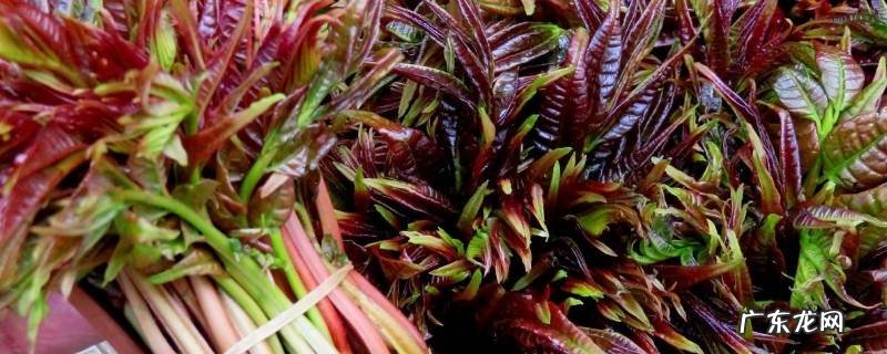 香椿芽怎样腌制好吃 腌过的香椿芽怎么做好吃