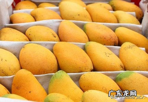 怎么催熟芒果比较快,0分钟快速催熟大青芒