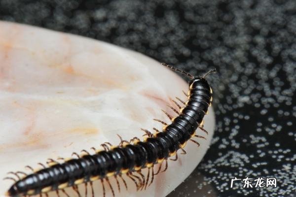 马陆为什么往家里爬,家里怎么会滋生马陆虫