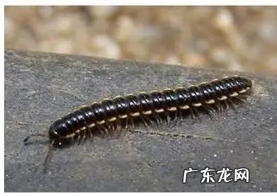 马陆为什么往家里爬,家里怎么会滋生马陆虫