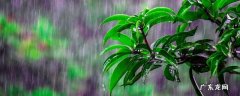 杭州梅雨季节是几月份到几月份结束 杭州梅雨季节是几月份到几月份结束的