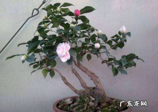 门前种茶花断子绝孙是真的,为什么茶花叫断子绝孙