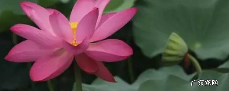 夏月是几月 戊戌夏月是几月