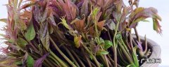香椿芽冷藏可放多久 香椿芽怎么放保鲜时间长