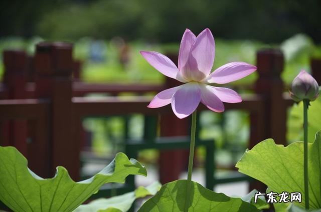 午日是什么日,每月的午日是哪一天