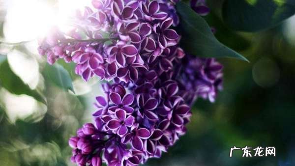 丁香花是花吗 丁香花有什么颜色,丁香花是什么颜色的
