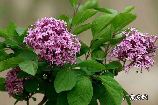 丁香花是花吗 丁香花有什么颜色,丁香花是什么颜色的