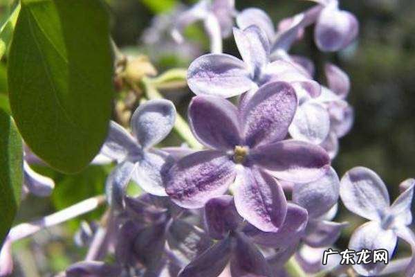 丁香花是花吗 丁香花有什么颜色,丁香花是什么颜色的