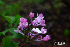 丁香花是花吗 丁香花有什么颜色,丁香花是什么颜色的