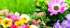 花为什么是彩色的作文 花为什么是彩色的