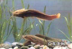 埃及塘角鱼怎么养,埃及塘鲺最大可以多少斤