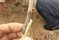 接穗发芽了还能嫁接,出芽的枝条还能用来嫁接
